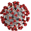 SARS-CoV-2